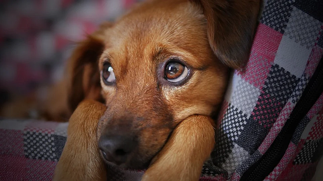 В Госдуму будет внесен законопроект о наказании за нападение бездомных собак