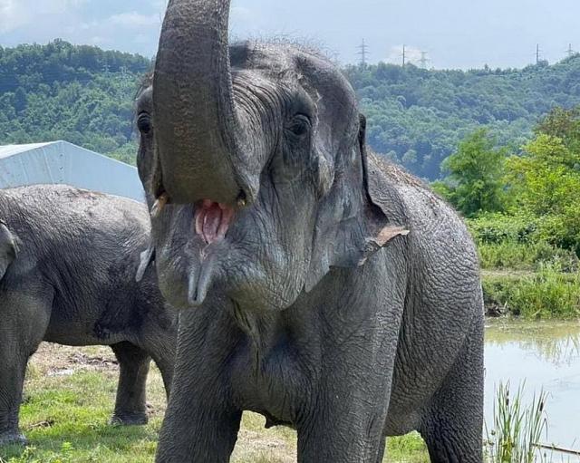 Санаторий для цирковых слонов впервые открылся в Сочи