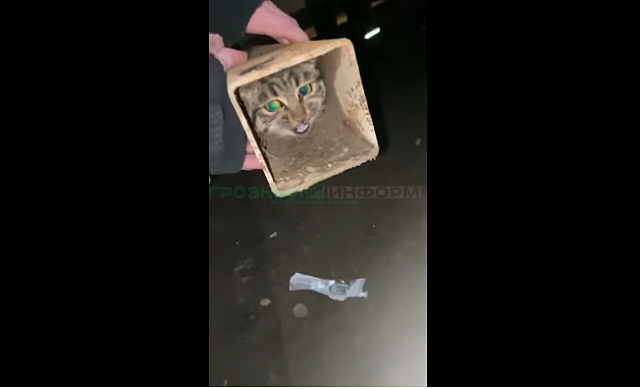 В Чечне спасли бездомного кота, ставшего пленником железного профиля
