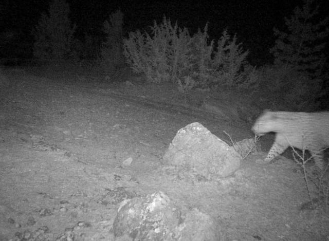 В Дагестане в фотоловушку попал переднеазиатский леопард 