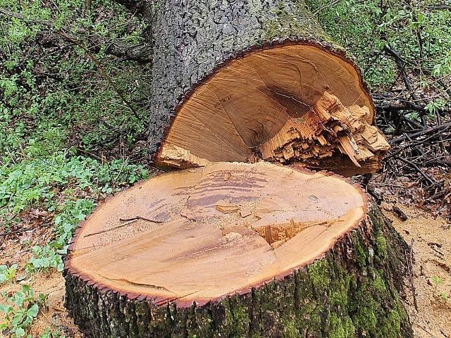 В РСО-А директор строительной компании незаконно уничтожил более 320 деревьев 