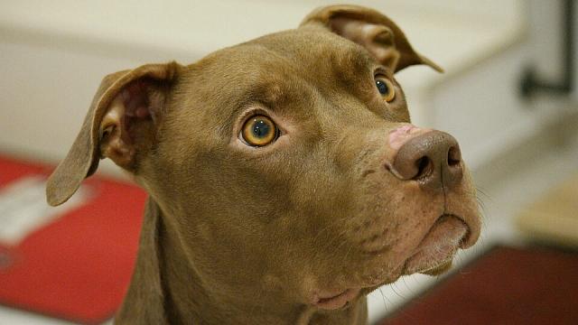 Жителям Грузии могут запретить заводить собак некоторых пород