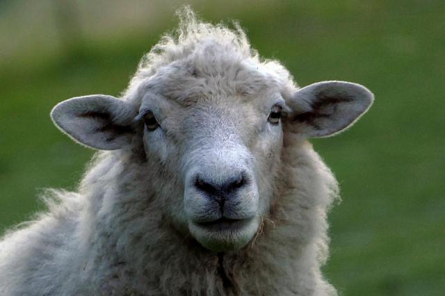 В КБР трое пастухов продали 180 чужих овец и лошадь