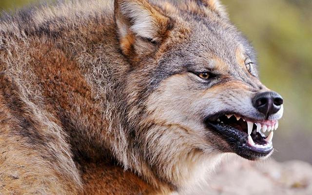 СК проводит проверку после нападения волка на детей в Дагестане