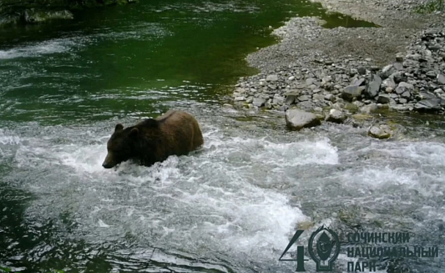 Жителям Сочи напомнили правила поведения при встрече с медведями