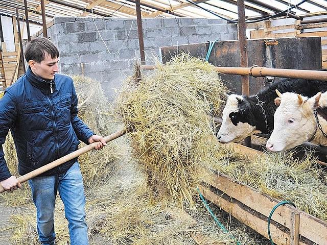 В КЧР 49 фермеров получат гранты «Агростартапа»