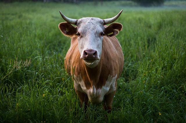 Видевшая Мишустина корова продается в Черкесске за 1 млн рублей
