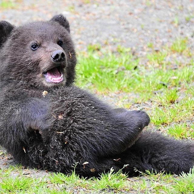В Южной Осетии прекратили поиск медвежат 