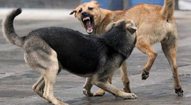 В Дагестане бродячие собаки искусали десятки жителей Южно-Сухокумска  