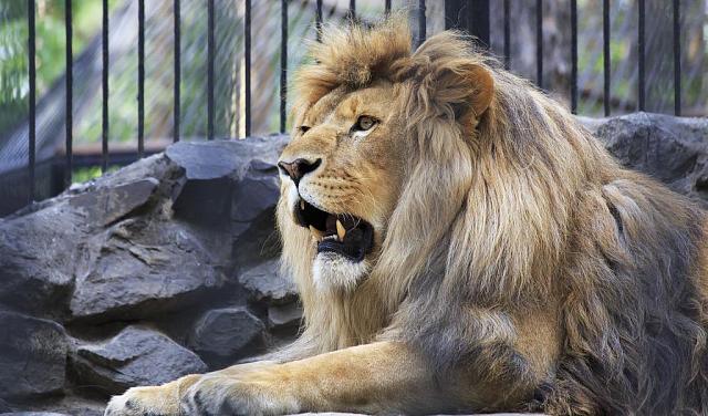 В КЧР из-за множества нарушений закрыли зоопарк