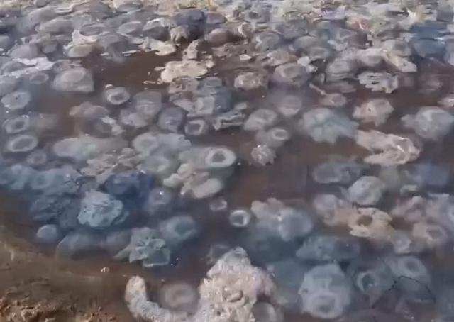 В Краснодарском крае тысячи медуз выбросило на берега Азовского моря