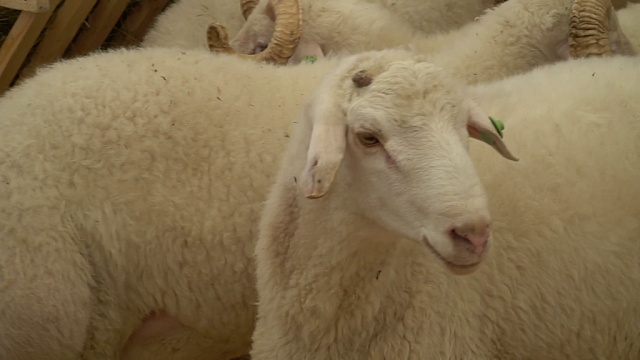 Животноводы из СКФО будут пользоваться новыми мерами господдержки овцеводства и козоводства