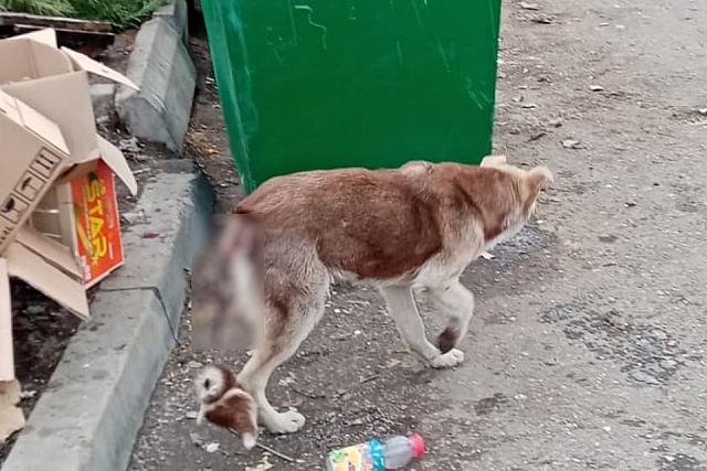 В Нальчике бездомная собака испытывает адские боли из-за взорванного петардой хвоста