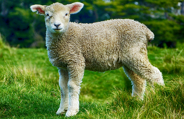 Новых овец с повышенным содержанием мяса выводят в Дагестане