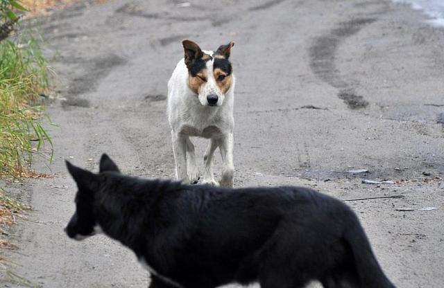 Бастрыкин поручил доложить о подробностях нападения собак на девочку в Краснодаре