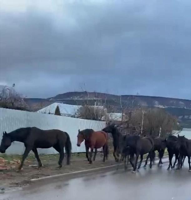 В Кисловодске задержали очередной табун лошадей, гуляющих по курорту без надзора