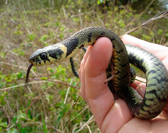 В Черкесске опровергли информацию о ядовитых змеях в парке «Зелёный остров»