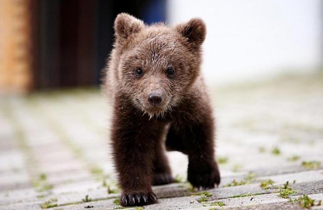 Медвежонок вцепился зубами в подбородок девушки в парке Грозного