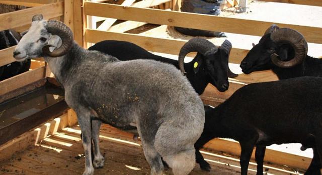 Видеоблогер рассказал о прибыльности овцеводческого бизнеса в КЧР   