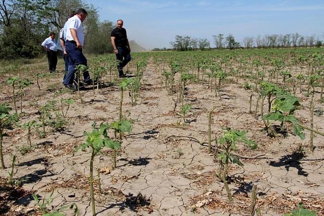 Ущерб на миллиард: на Ставрополье пострадали сельхозпосевы  