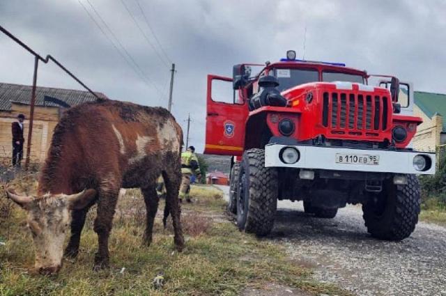  В Чечне владельцам коровы пришлось вызывать из-за нее спасателей