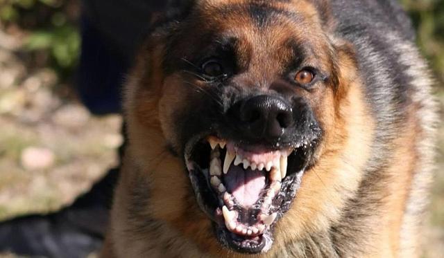 Более 25 собак отловили на месте нападения стаи на мальчика в Махачкале