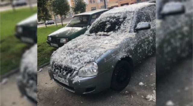 Из машины автоледи в Ставрополе сделали «чудо в перьях»