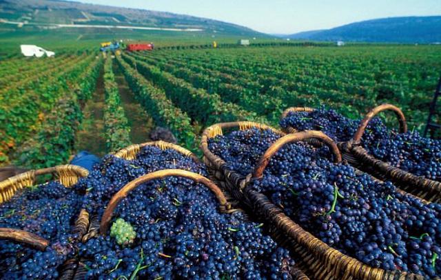 Ставропольские виноделы значительно увеличили экспорт своей продукции