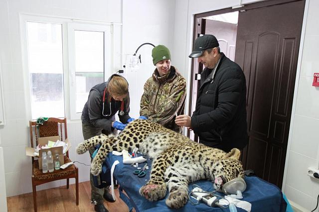 В Сочи сделали срочную операцию детенышу леопарда