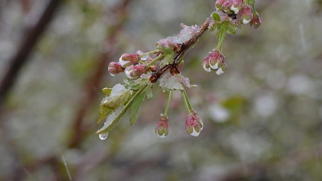 Метеорологи предупредили о заморозках на Ставрополье и в КБР 