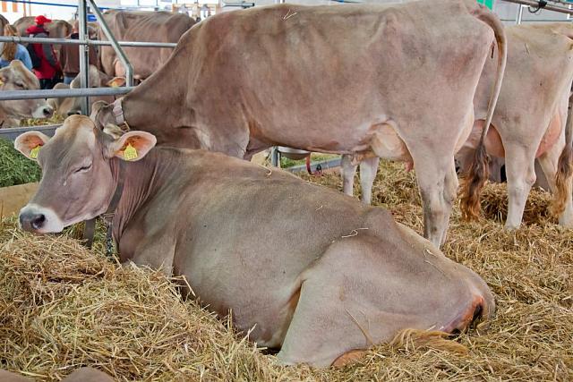 Жительница Владикавказа получила 2,4 млн руб. якобы на покупку коров швицкой породы 