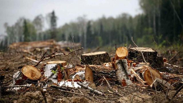 В КЧР «черные лесорубы» уничтожили деревья на 18 млн рублей