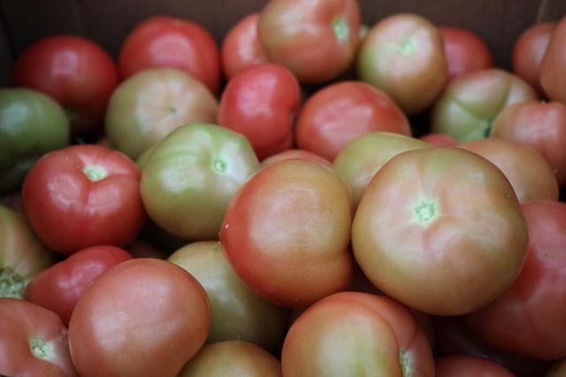 В теплицах Ставрополья производят уникальные для России томаты и салаты