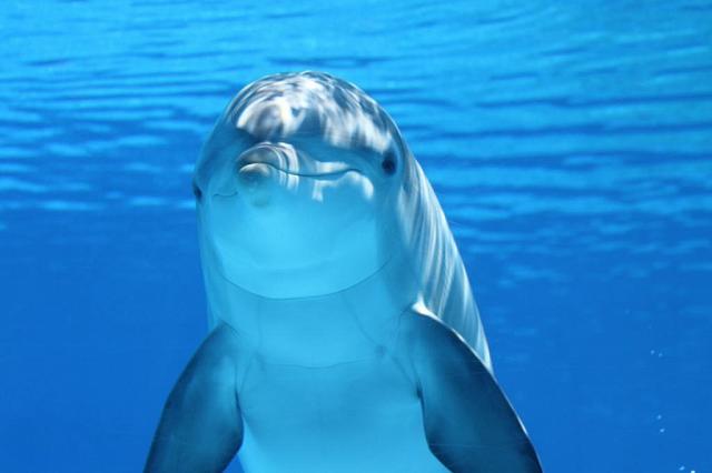 В Росприроднадзоре прокомментировали массовую гибель дельфинов в Черном море