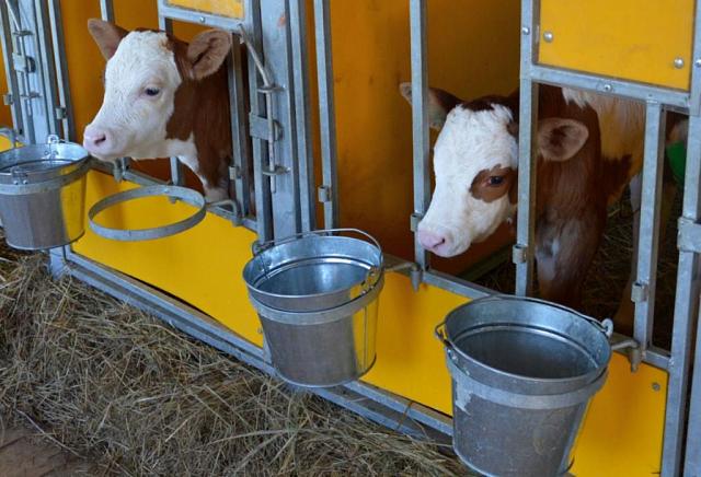 На Ставрополье появится линейка молочных продуктов для реабилитации после коронавируса