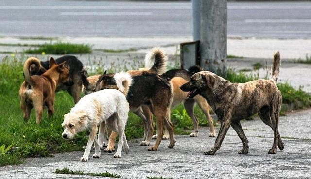 В Ставрополе, у Дворца детского творчества, разгуливает немало бродячих собак: видео    