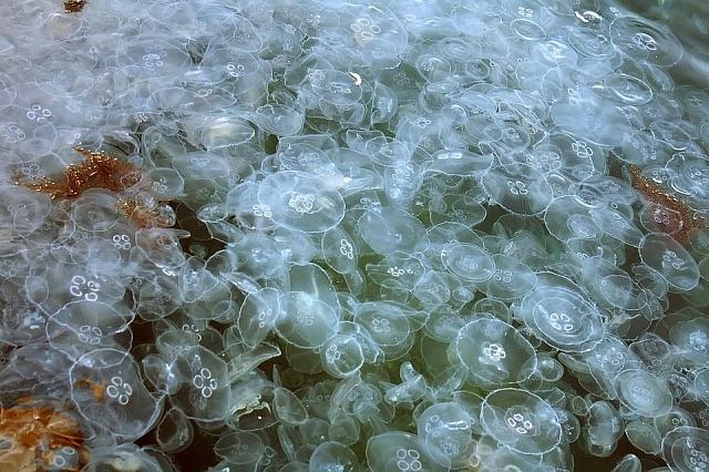 Нашествие медуз наблюдается на побережье Сочи