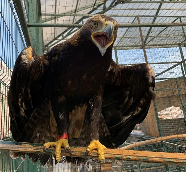 Спасенный орел получил вид на жительство в пятигорском зоопарке