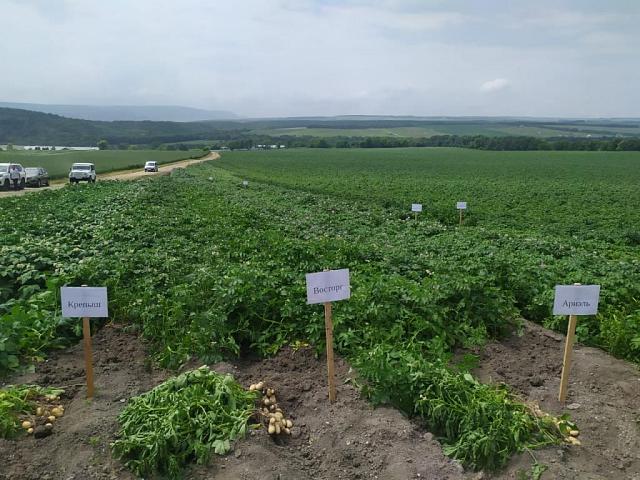 На Ставрополе прошёл семинар по картофелеводству