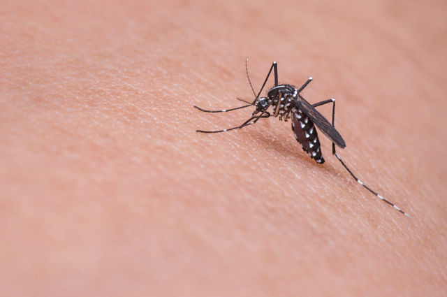 Смертельный вирус денге добрался до Европы 