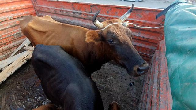 В Махачкале пятерых коров отправили на «штрафстоянку»