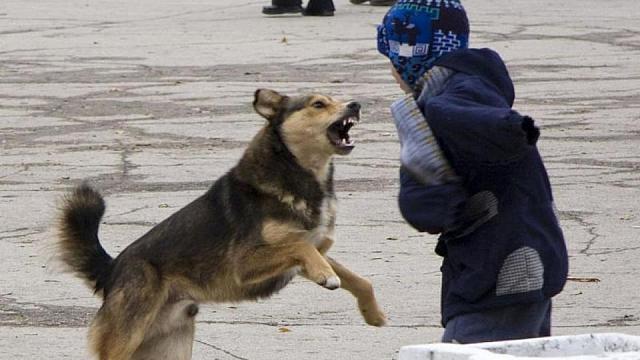 Чиновников обвинили в халатности из-за нападения бездомных собак на жителей Дагестана