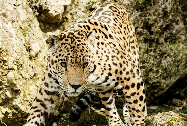Двое осетинских леопардов осваивают территорию Кабардино-Балкарии
