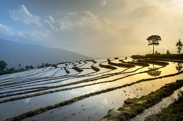В Дагестане зафиксирован рекордный урожай за всю историю рисосеяния 