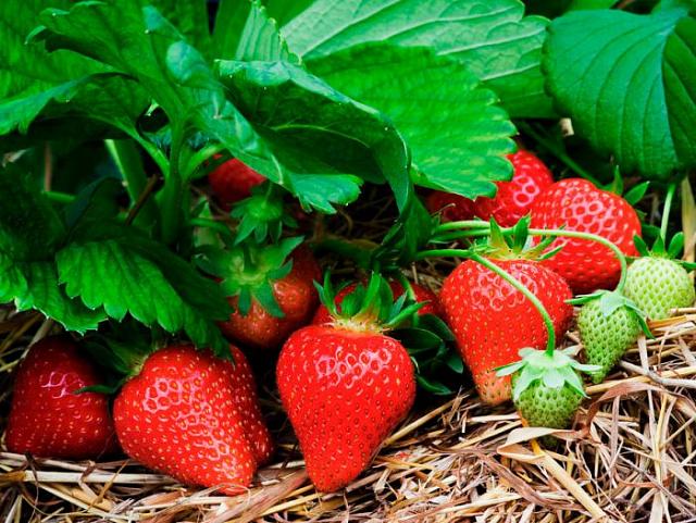 На Ставрополье производителям ягод дадут 4 млн рублей господдержки