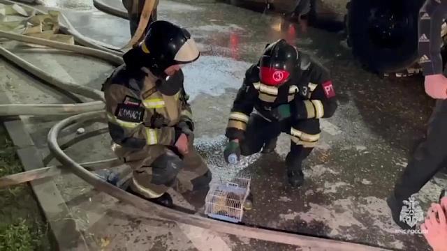 На пожаре в Грозном огнеборцы спасли семейство из 5 хомячков 