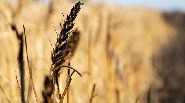 Полицейские и 53 работника ООО «Ставропольское Руно» похитили зерно и удобрения на более чем 35 млн руб. 