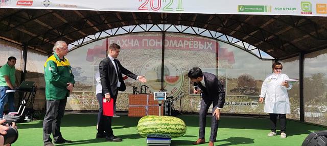 Самый сладкий арбуз России вырастили на Ставрополье