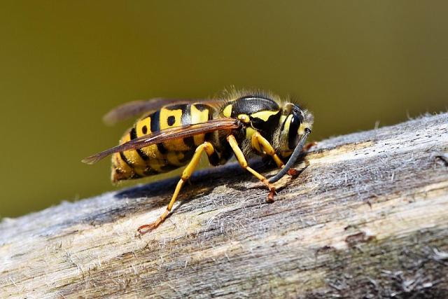 Ученый предупредил о смертельном риске укуса осы