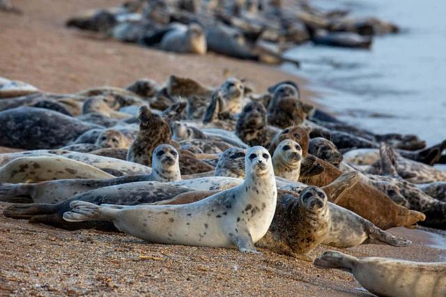 Около 700 мертвых тюленей нашли на берегу моря в Махачкале